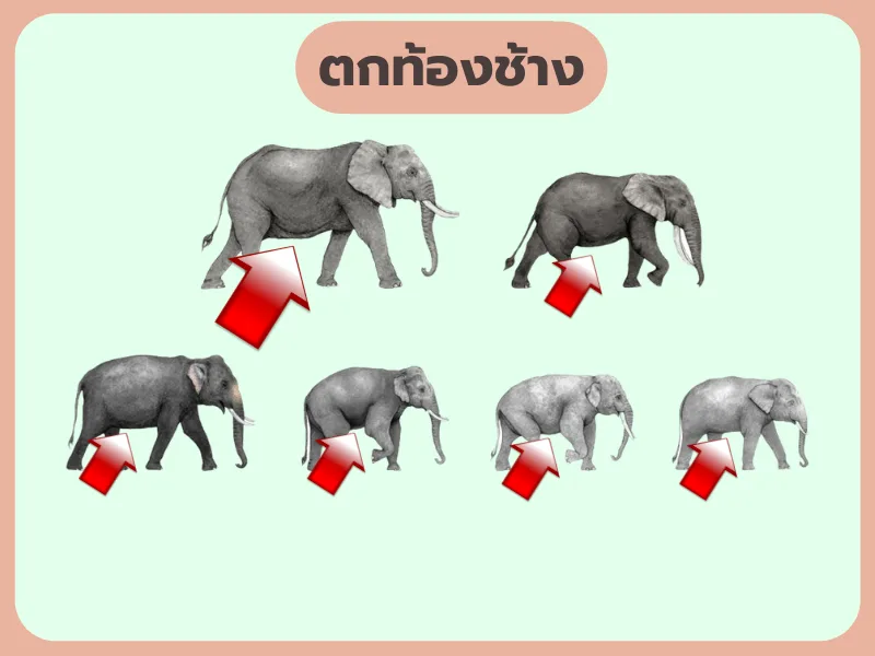 ตกท้องช้าง